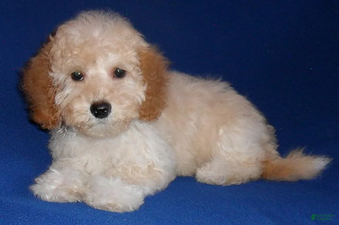 Shihpoo dogs for sale: Nugget - Ad 6