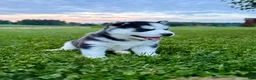 Siberian Husky dogs for sale: Billy - Ad 6
