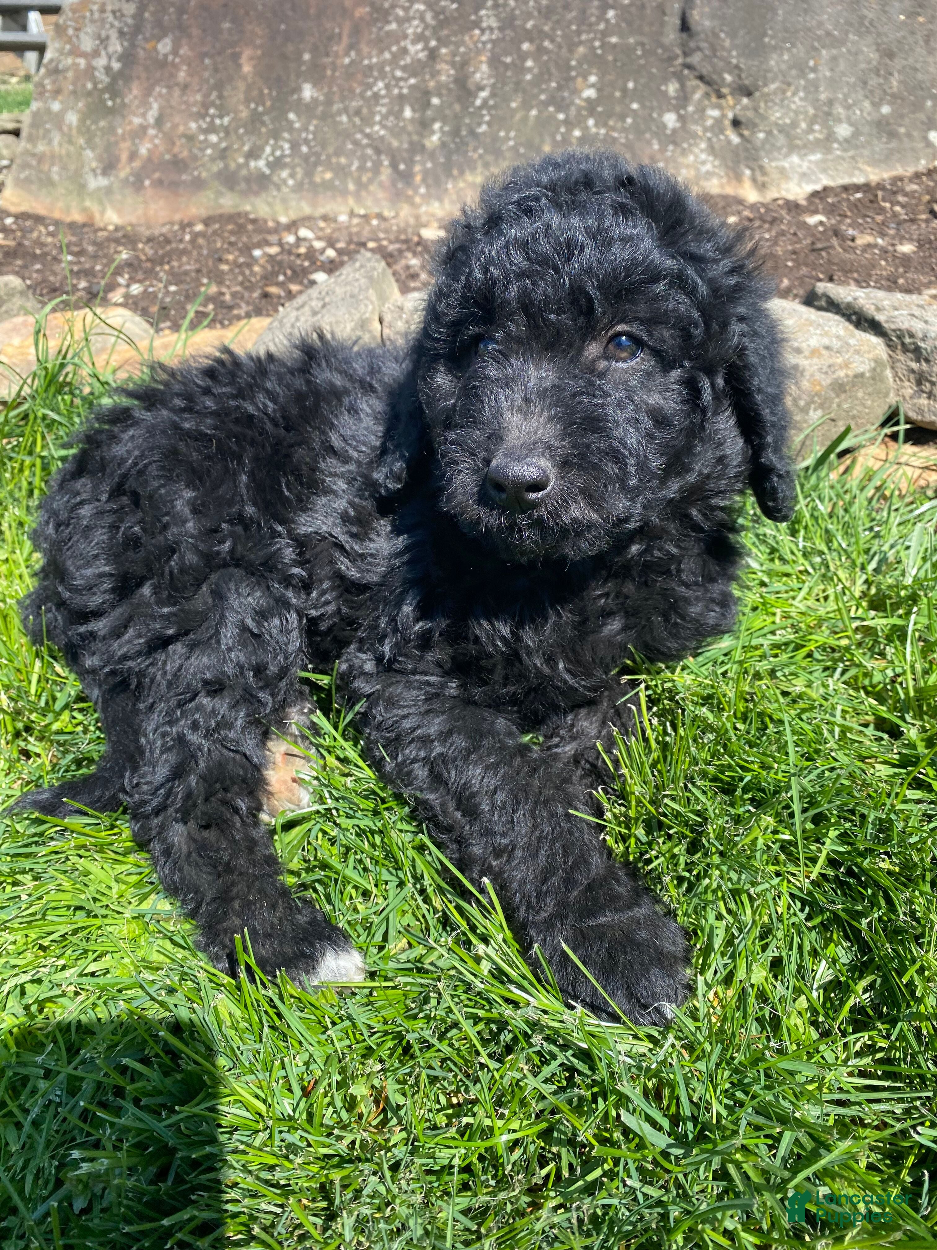 Aussiedoodle dogs Black Jack - Ad 2