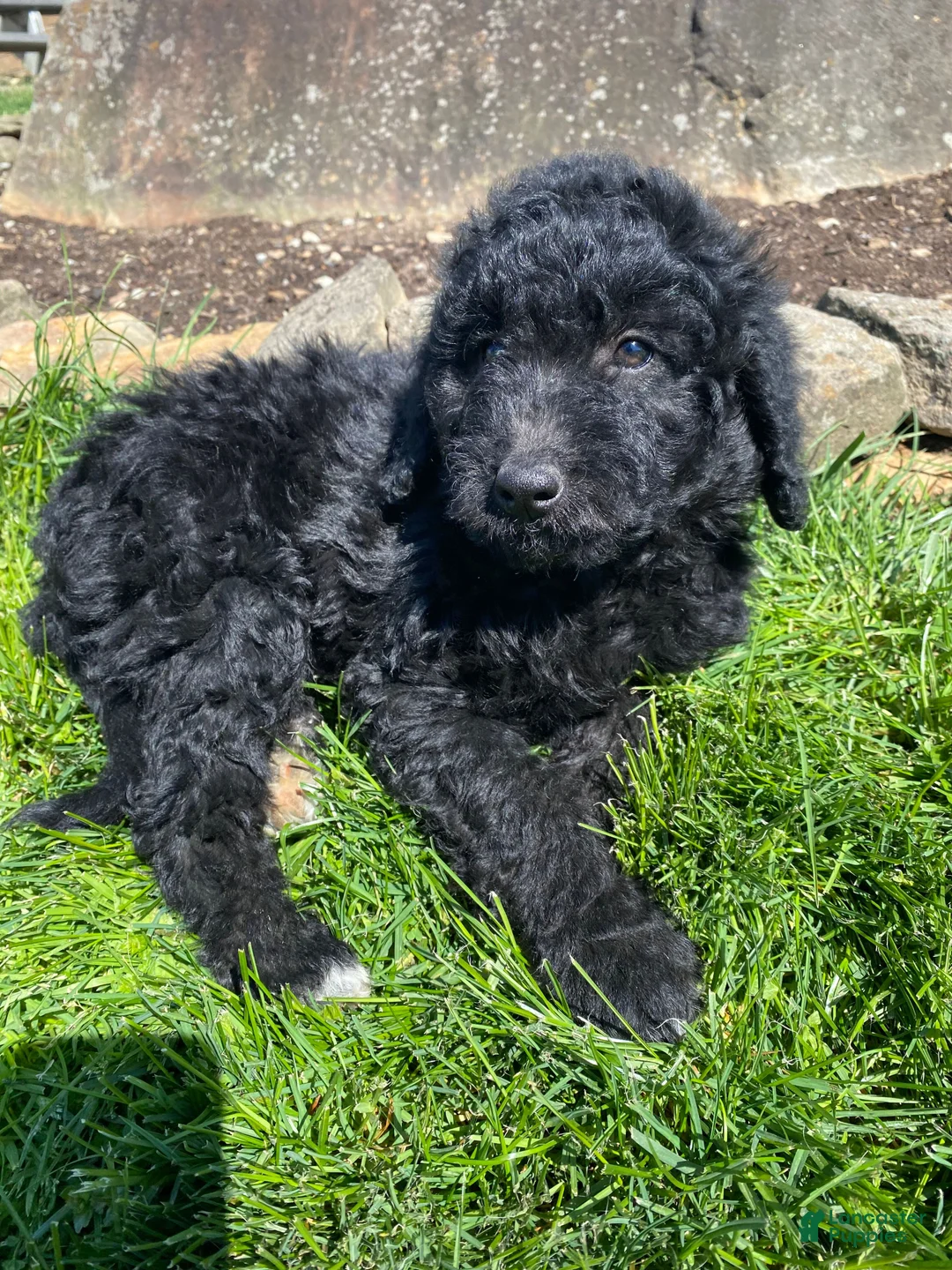 Aussiedoodle dogs for sale: Black Jack - Ad 2