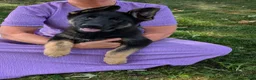 German Shepherd dogs for sale: Dani - Ad 21