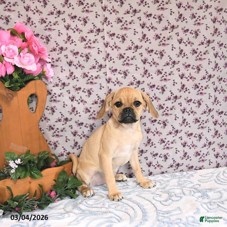 Puggle dogs Kaci - Ad 2