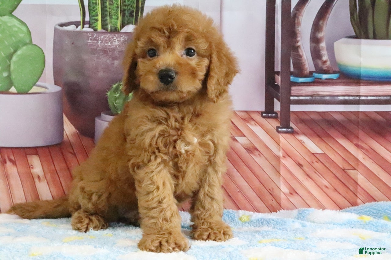 Mini Goldendoodle dogs Kodiak - Ad 2