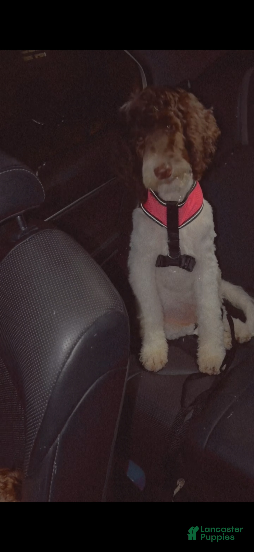 Goldendoodle dogs for sale: Goldendoodle Puppy 1 - Ad 8