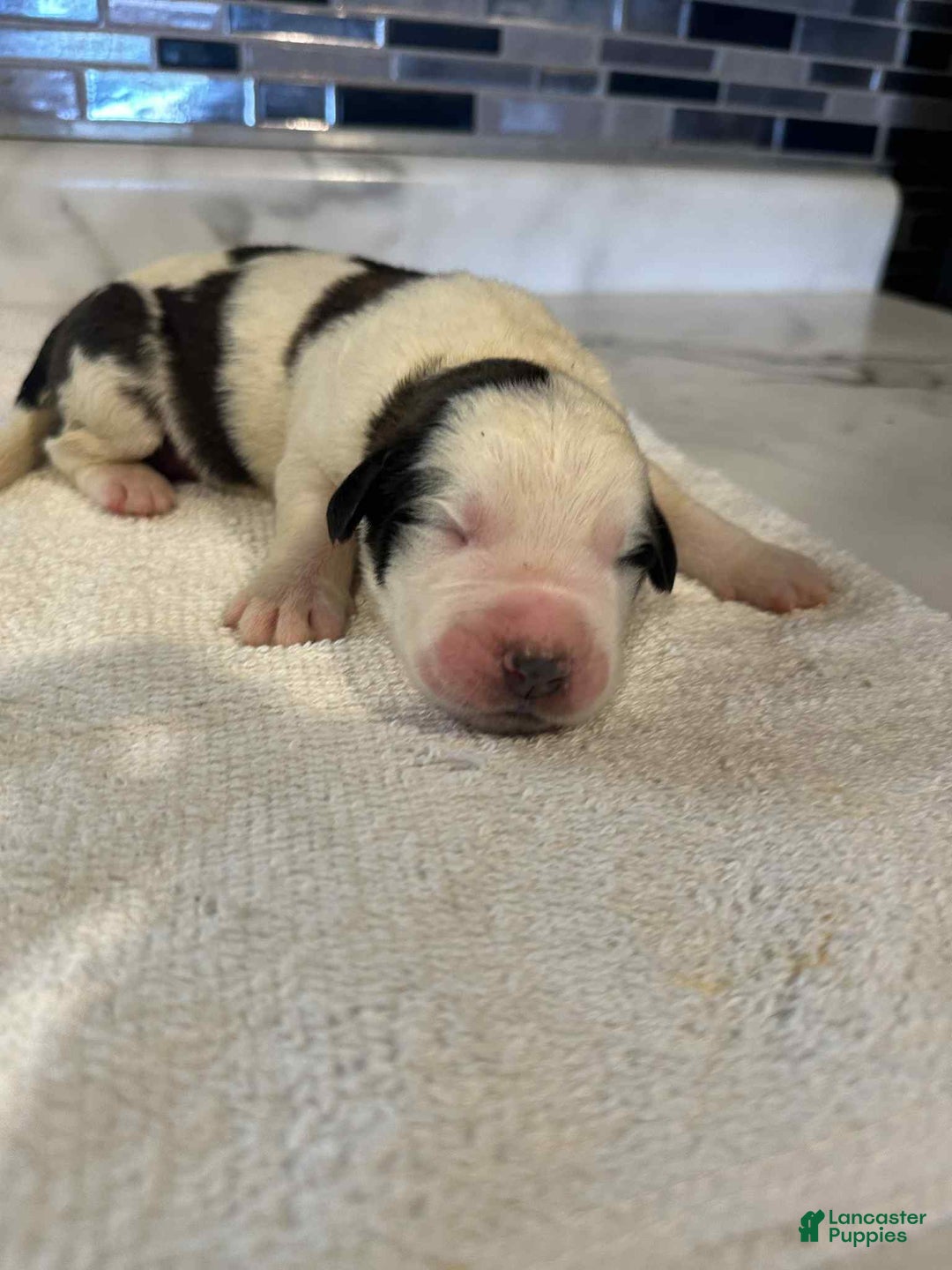 Saint Bernard dogs for sale: Puppy 3 - Ad 26