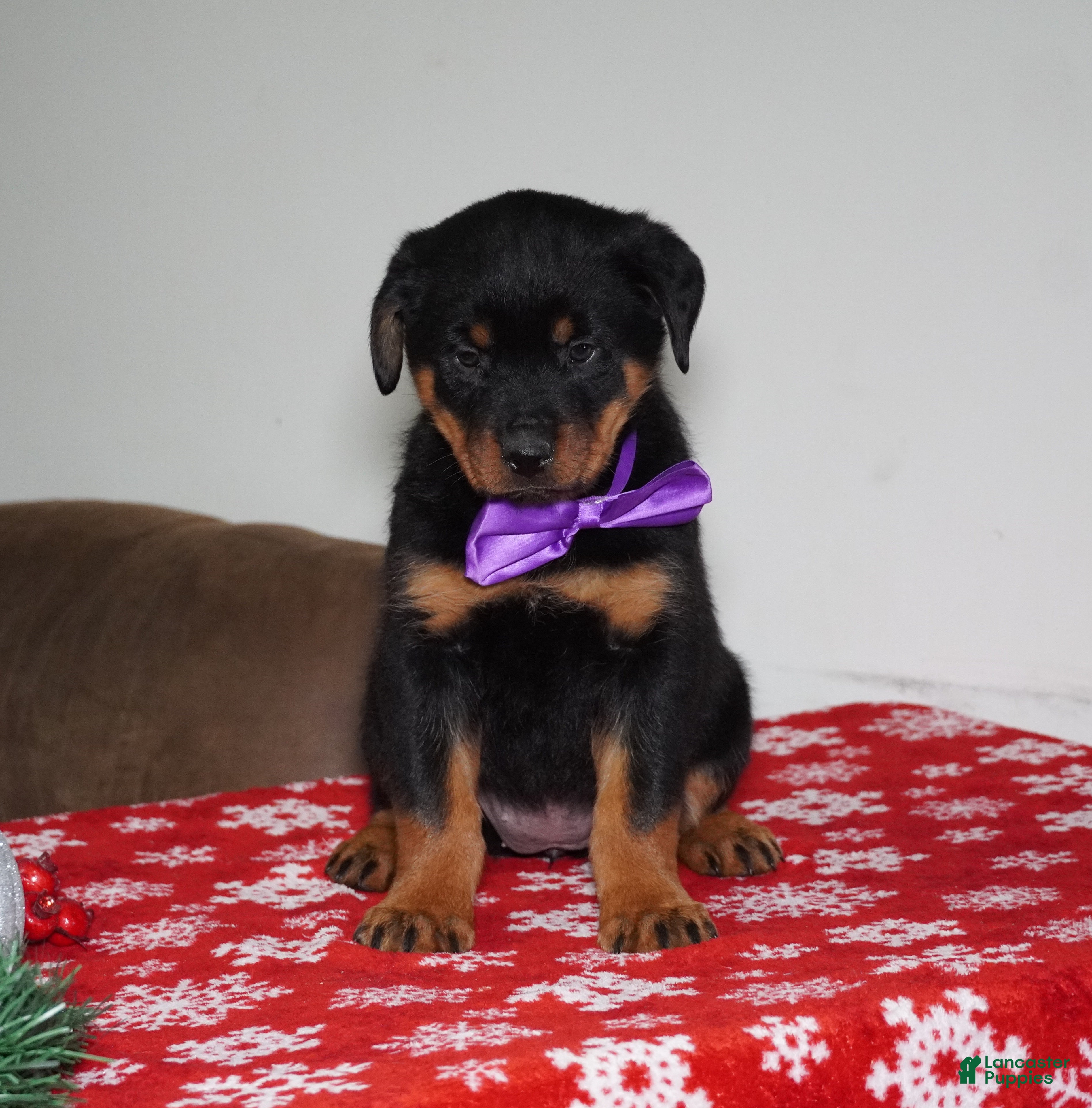 Rottweiler dogs Britta - Ad 14
