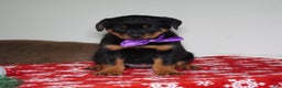 Rottweiler dogs for sale: Britta - Ad 1