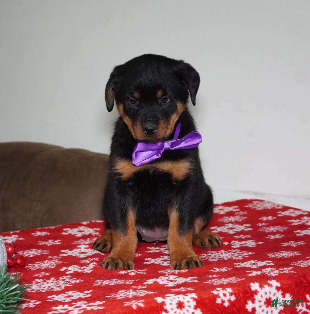 Rottweiler dogs for sale: Britta - Ad 1