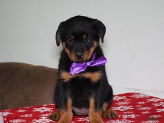 Rottweiler dogs Britta - Ad 41