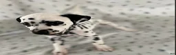 Dalmatian dogs for sale: Daisy - Ad 3