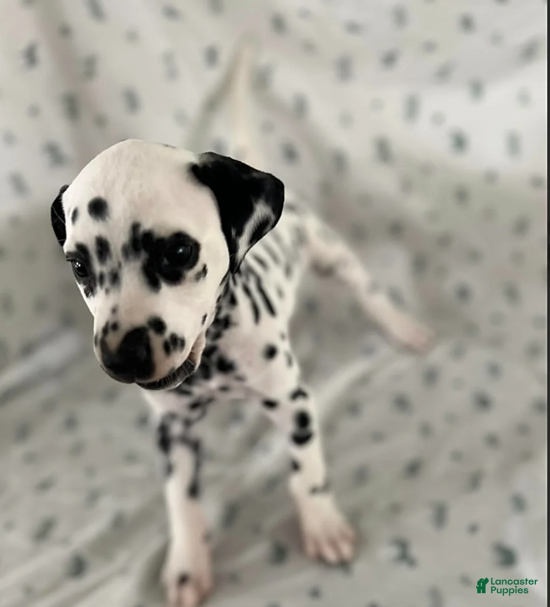 Dalmatian dogs for sale: Daisy - Ad 3