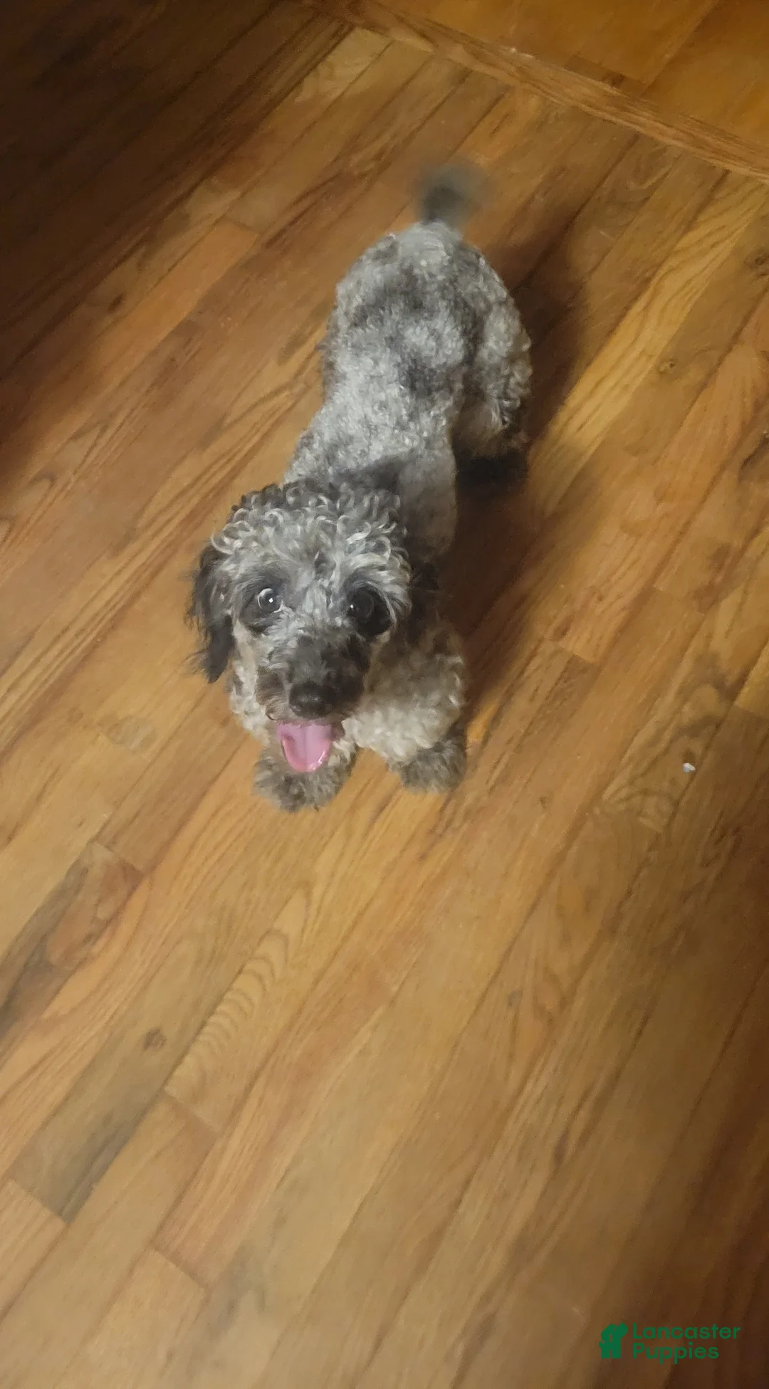 Gallery Image {{count}}