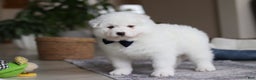 Samoyed dogs for sale: Alvin - Ad 4