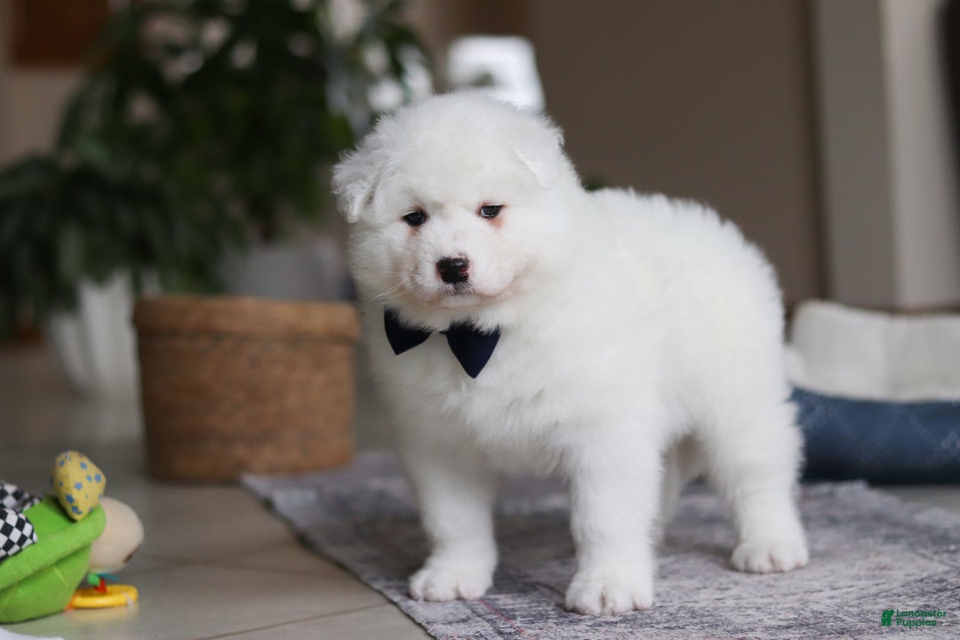 Samoyed dogs for sale: Alvin - Ad 4