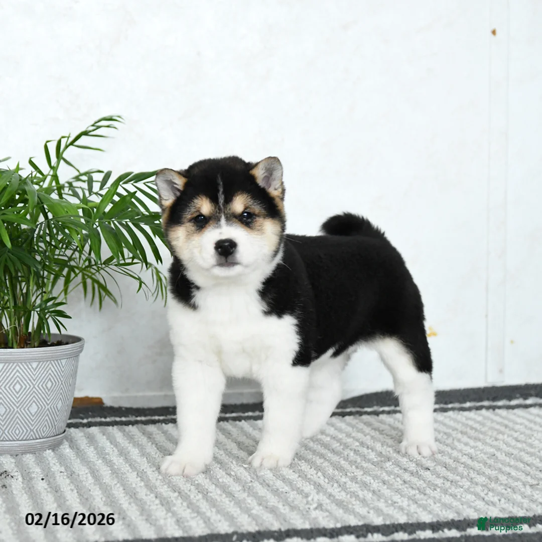 Shiba Inu dogs for sale: Buster - Ad 3