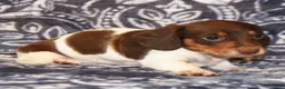 Dachshund dogs for sale: Dachshund Puppy 1 - Ad 2