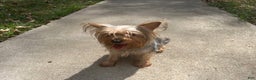 Yorkiepoo dogs for sale: Yorkiepoo Puppy 2 (Izzy) - Ad 5