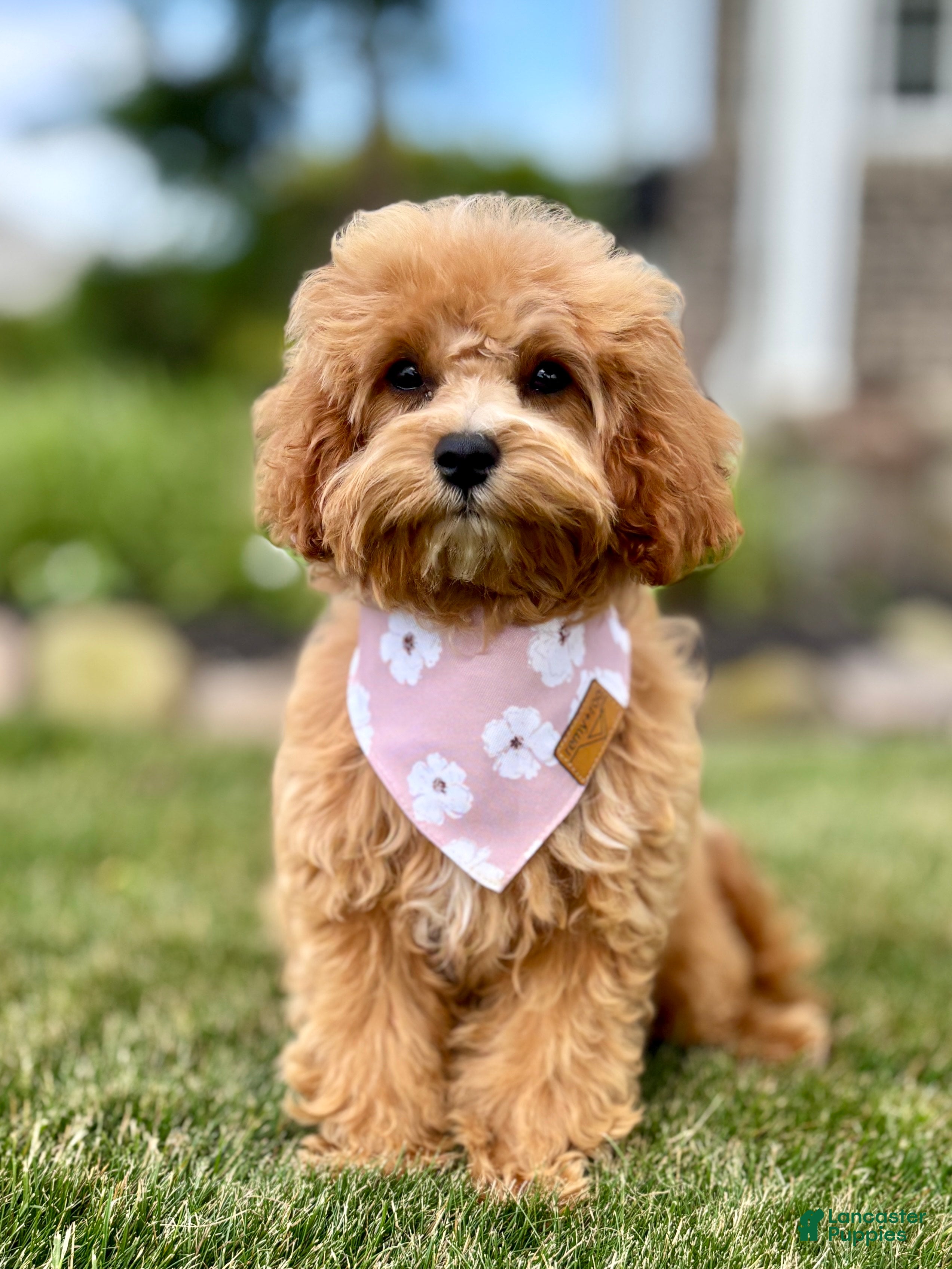 Cavapoo dogs Pippi Cavapoo Puppy  - Ad 1
