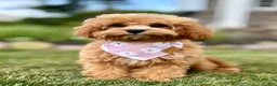 Cavapoo dogs for sale: Pippi Cavapoo Puppy  - Ad 1
