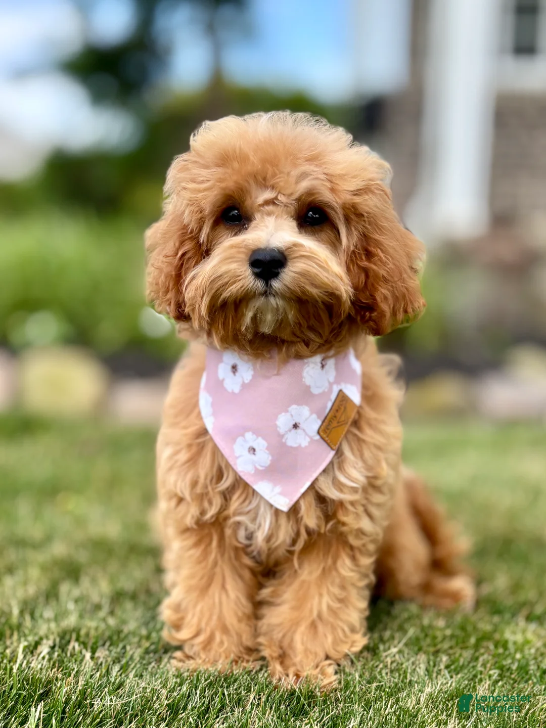 Cavapoo dogs for sale: Pippi Cavapoo Puppy  - Ad 1