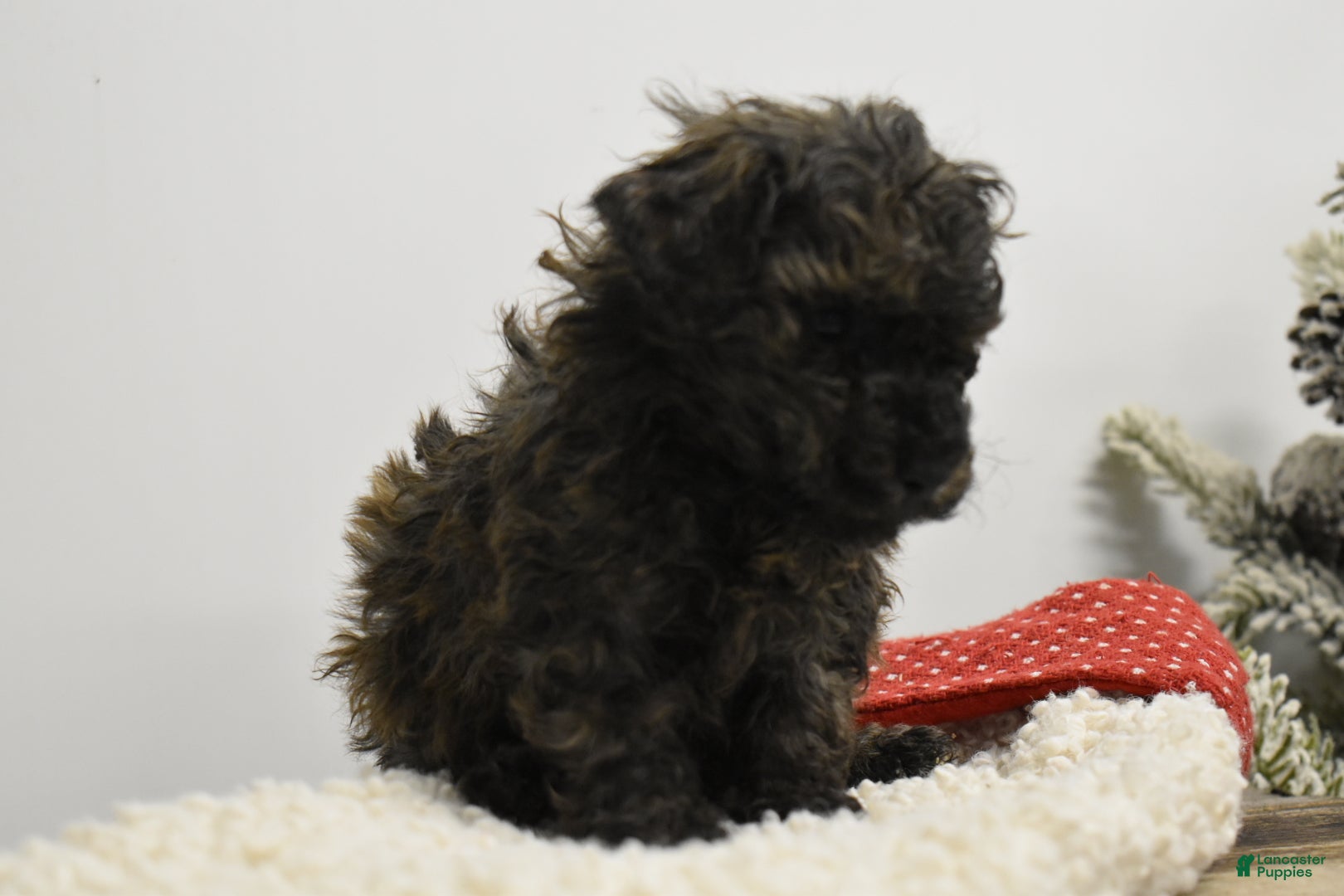Toy Poodle dogs Brockton - Ad 39