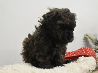 Toy Poodle dogs Brockton - Ad 25