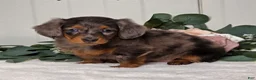 Miniature Dachshund dogs for sale: Jasmine - Ad 8