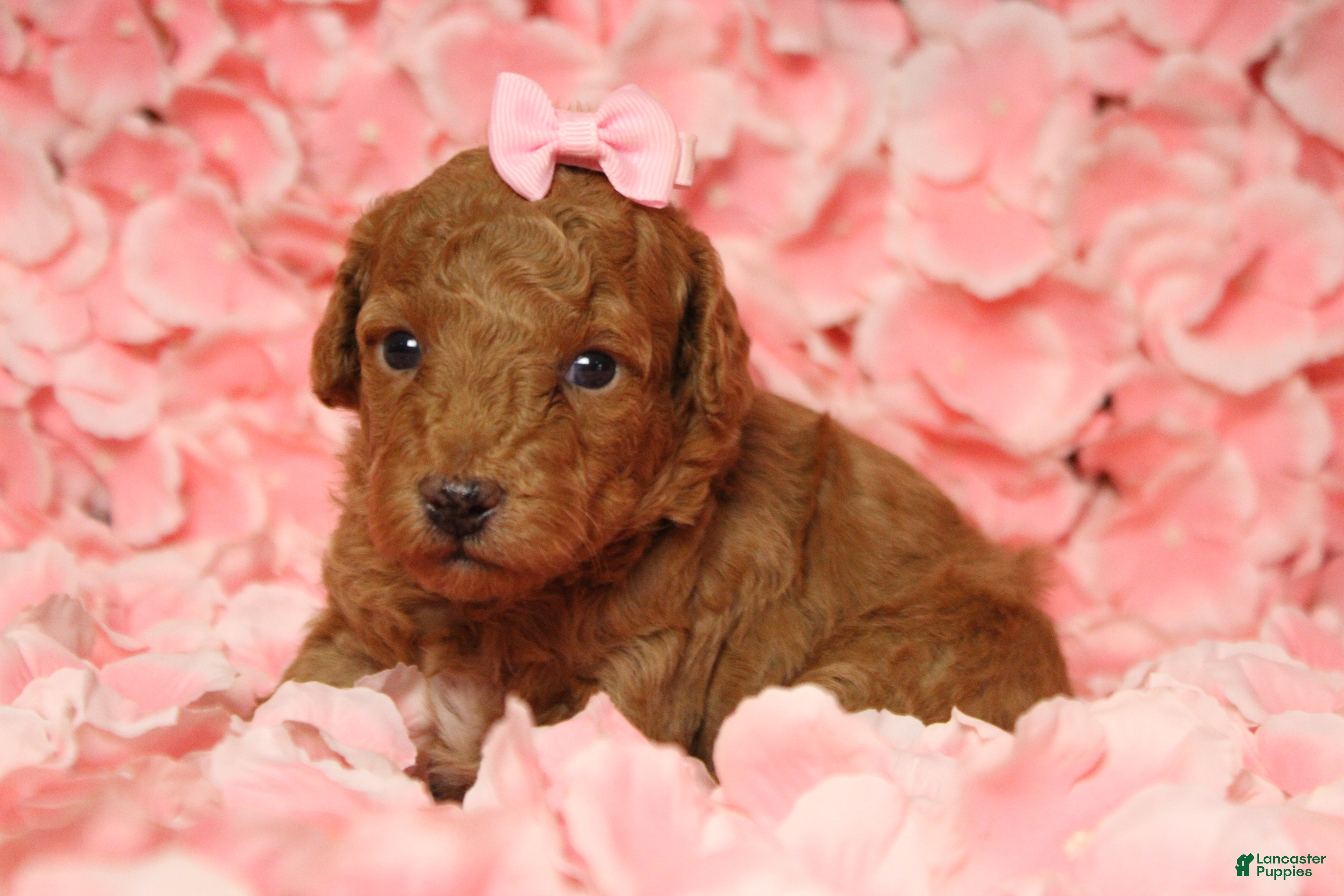 Mixed Breed dogs Valencia  - Ad 36