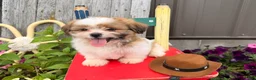 Shih Tzu dogs for sale: Quigley Shih Tzu  - Ad 5