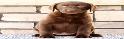 Labrador Retriever dogs for sale: Kelly - Ad 4