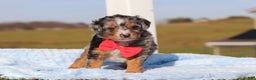 Mini Bernedoodle dogs for sale: Edison - Ad 1