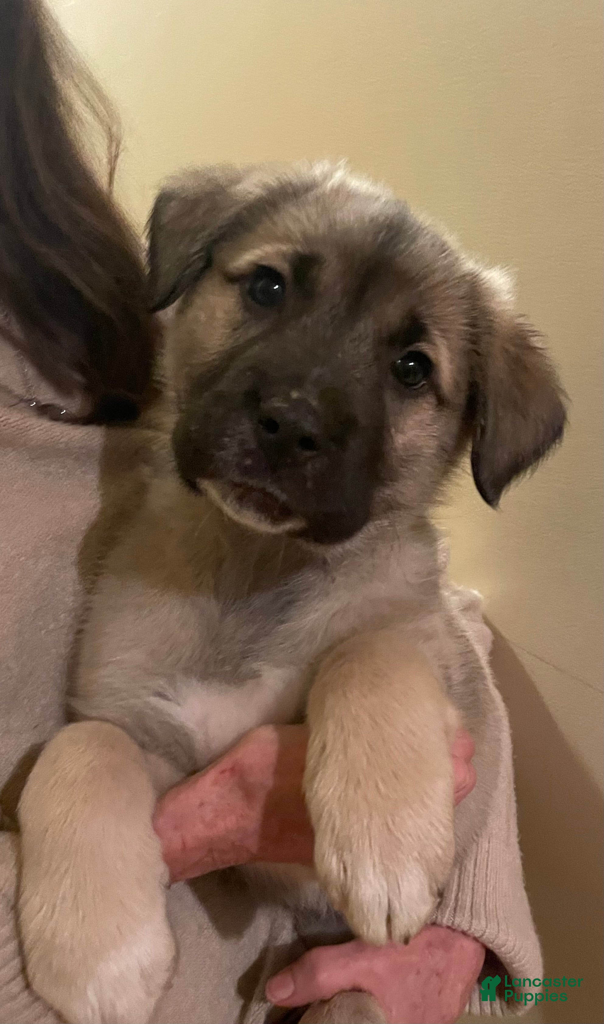 Mixed Breed dogs Dasher: one of Santa’s Rein-puppies - Ad 9