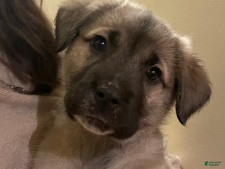 Mixed Breed dogs Dasher: one of Santa’s Rein-puppies - Ad 9