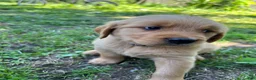 Golden Retriever dogs for sale: Golden Retriever 2 - Ad 3