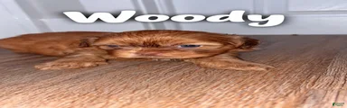 Woody 