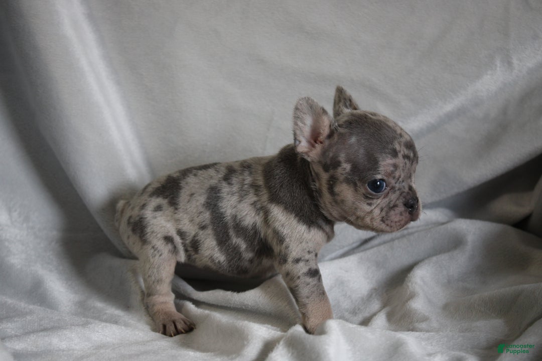 French Bulldog dogs for sale: HANNAH - Ad 4