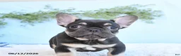 French Bulldog dogs for sale: Gracie - Ad 3