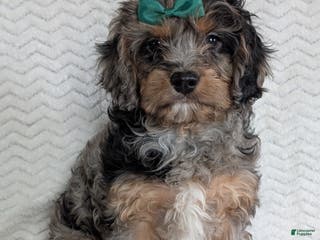 Cavapoo dogs Bluey - Ad 22