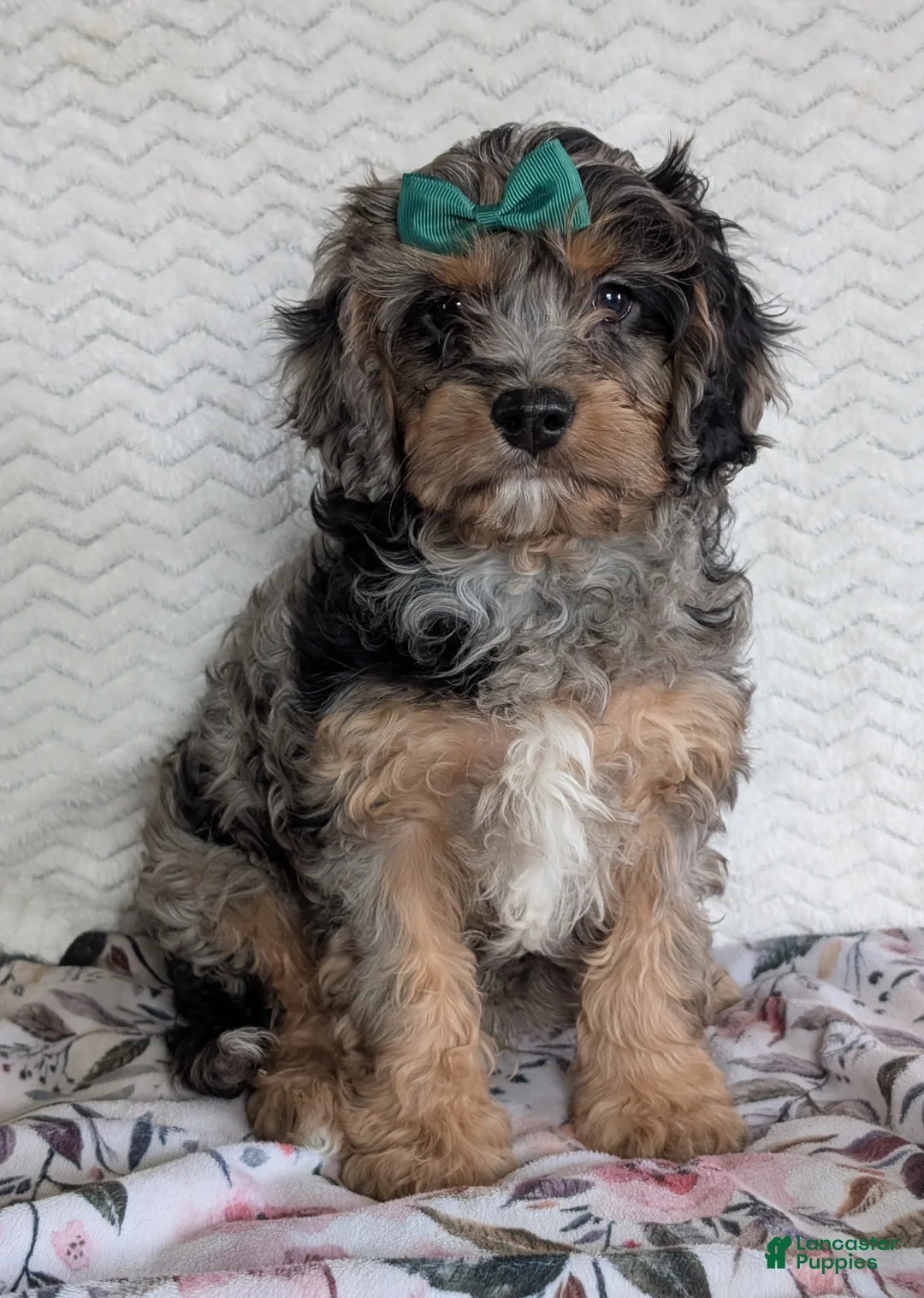 Cavapoo dogs for sale: Bluey - Ad 1