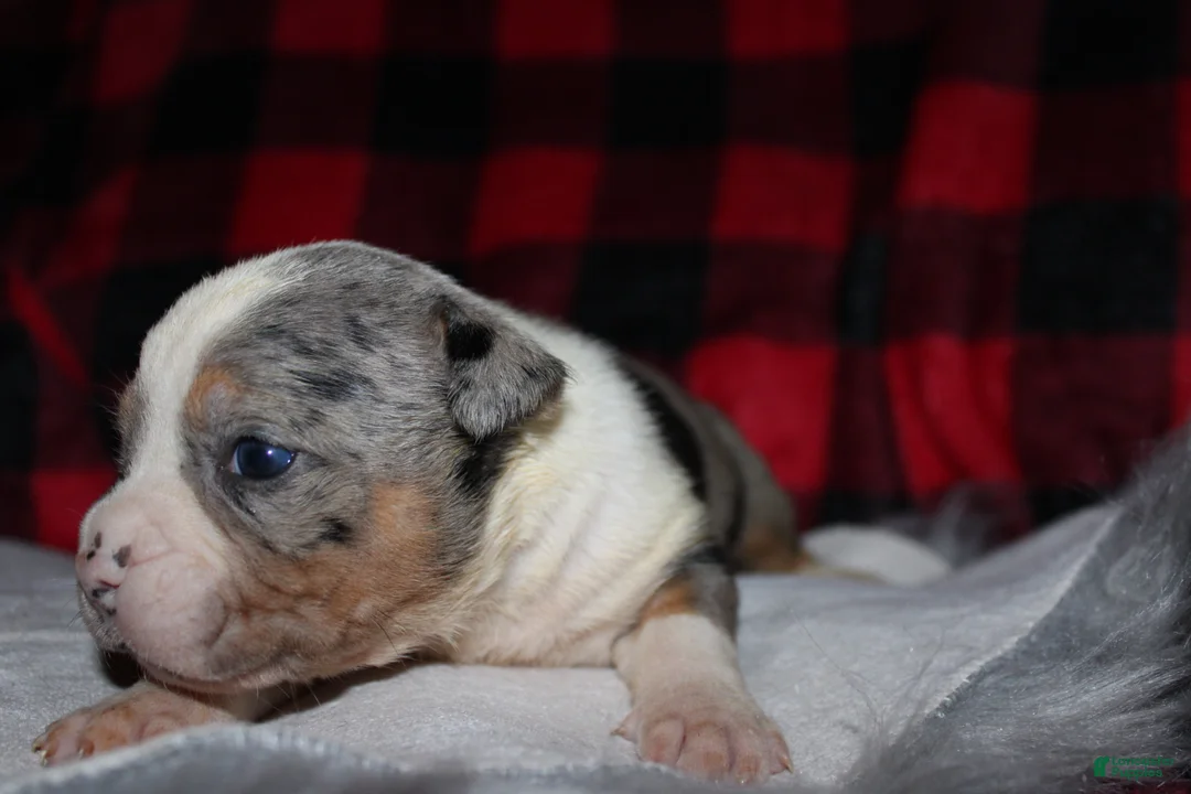 American Bully dogs for sale: Bella - Ad 6