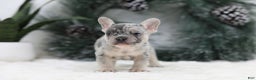 French Bulldog dogs for sale: Marco - Ad 2