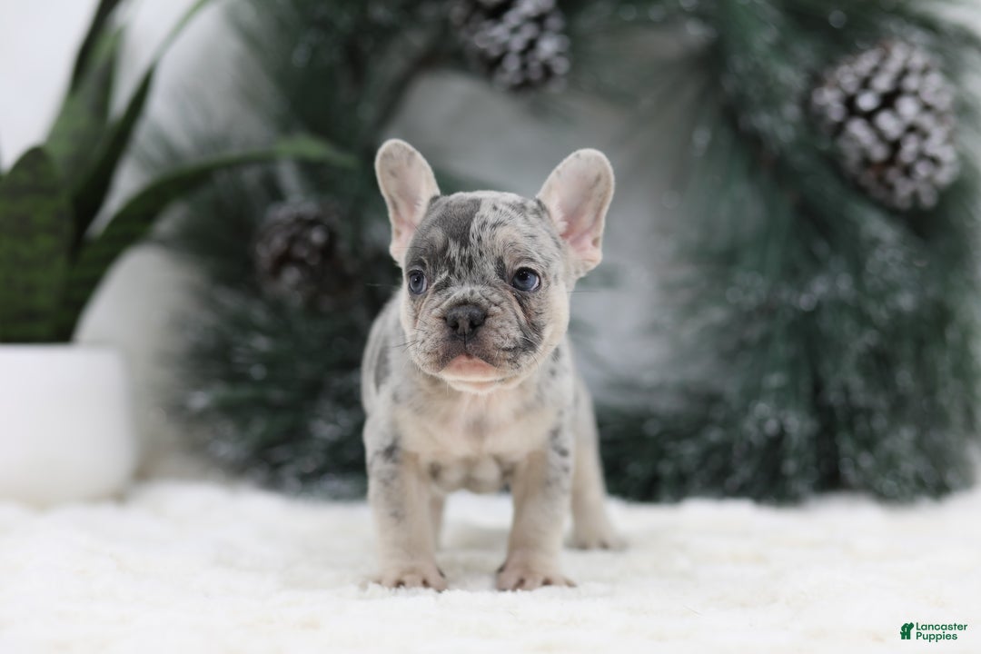 French Bulldog dogs for sale: Marco - Ad 2