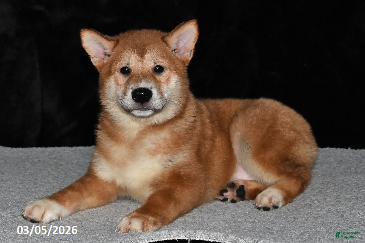 Shiba Inu dogs Luke - Ad 2