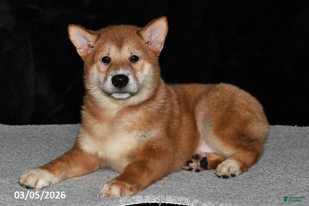 Shiba Inu dogs for sale: Luke - Ad 2