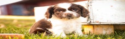 Cocker Spaniel dogs for sale: Gilbert - Ad 8