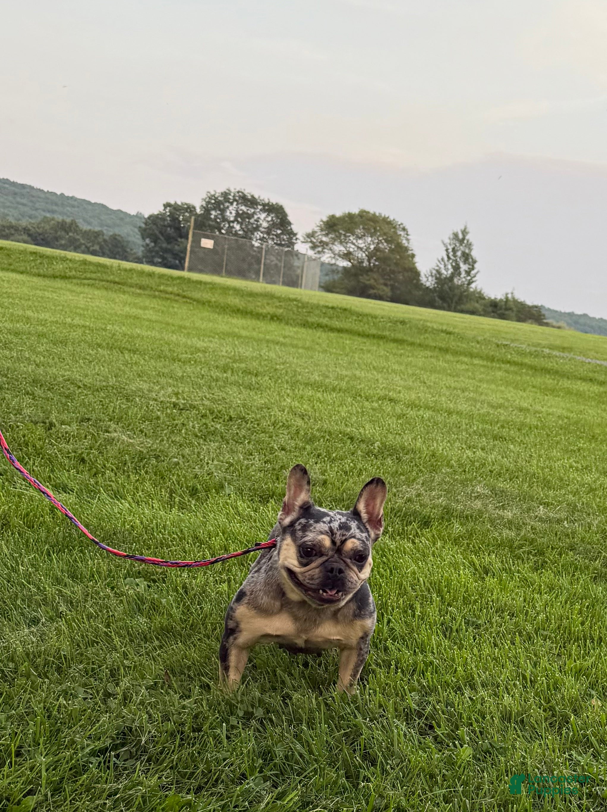 French Bulldog dogs for sale: Webb's Supreme Versace  - Ad 1