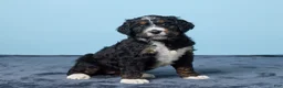Bernedoodle dogs for sale: Jewel - Ad 3