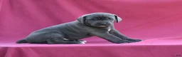Cane Corso dogs for sale: Vesper - Ad 5