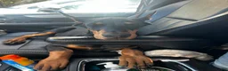 Doberman Pinscher dogs for sale: gemma - Ad 4