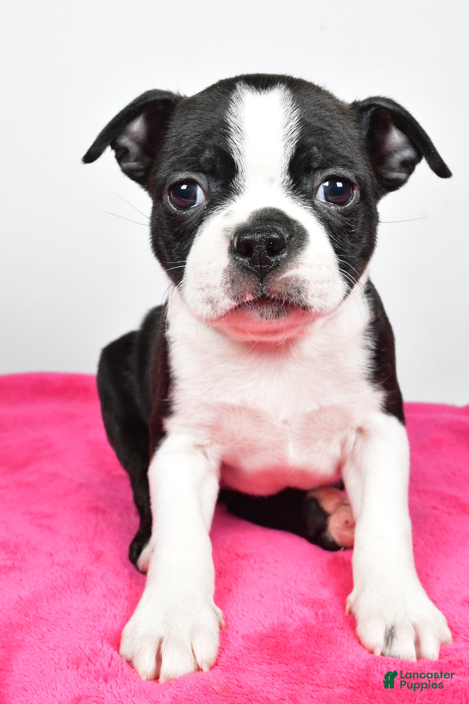 Boston Terrier dogs Lucy - Ad 40
